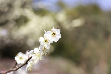 梅花