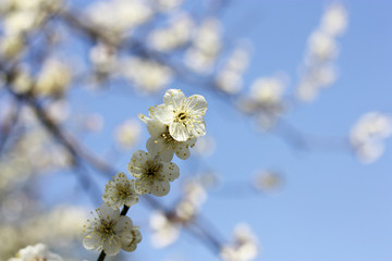 梅花