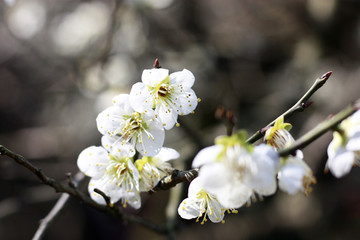 梅花