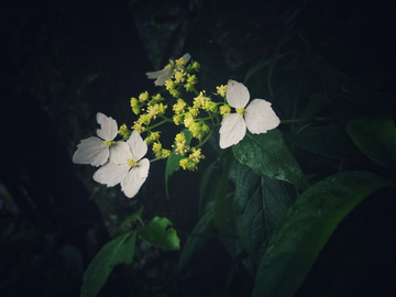 白色山花