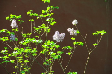 丁香花