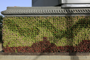 花墙 植物墙 绿植墙