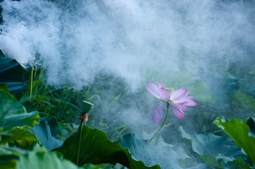 雾里看花