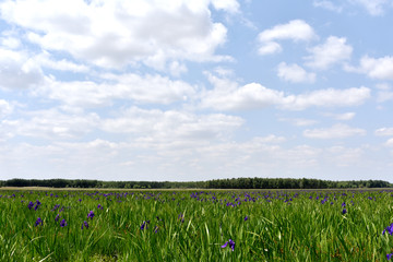 马莲花