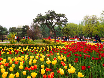春季的 北京植物园
