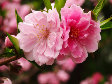 春季的 北京植物园 桃花
