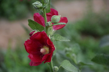 花卉