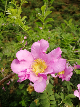 刺梨花