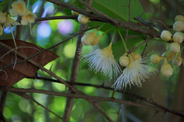 莲雾花