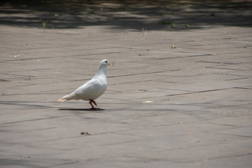 鸽子