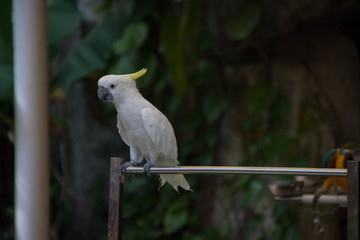 鹦鹉