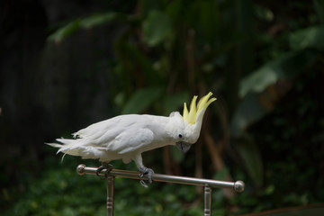鹦鹉