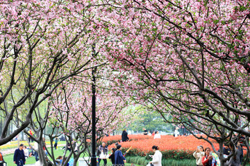 海棠花 公园