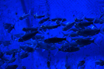 热带鱼类 水族馆 北京海洋馆