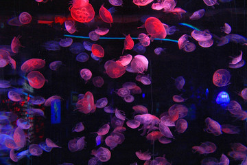 水母 北京海洋馆