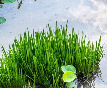 池塘水生植物