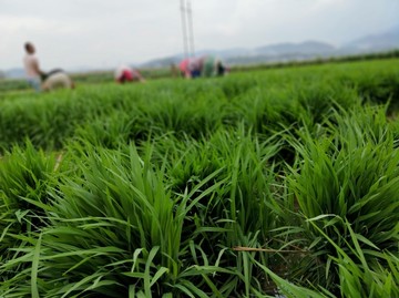水稻田 （12）
