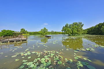 南沙湿地公园 荷塘锦观