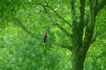绿树啄木鸟