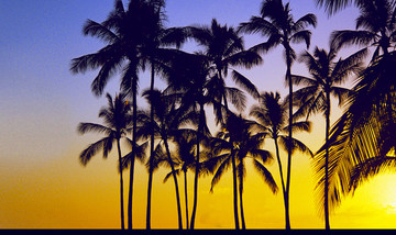 夕阳椰林剪影
