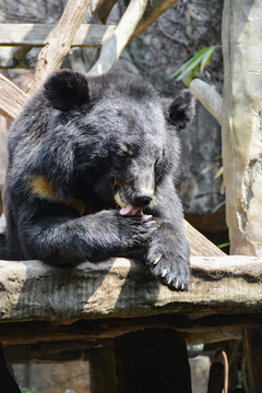 高清黑熊