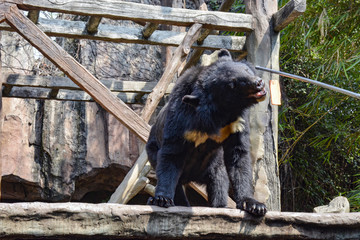 黑熊吃食