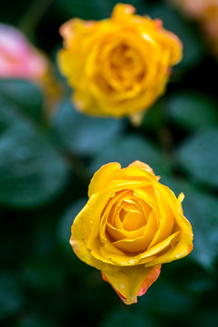 月季花