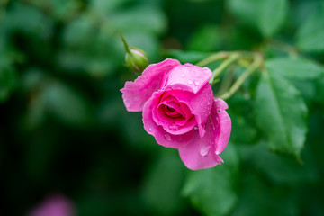 月季花
