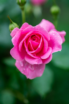 月季花