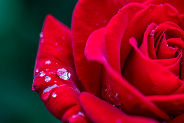 月季花
