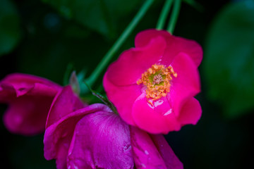 月季花