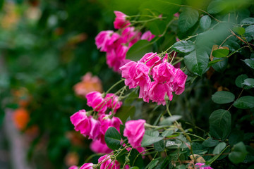 月季花