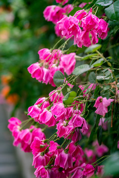 月季花