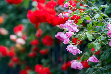 月季花
