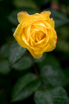 月季花