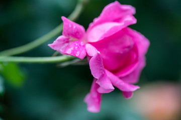 月季花