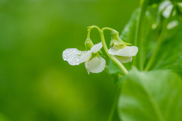 豌豆花