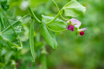 豌豆花