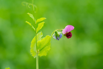 豌豆花