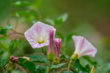 打碗花