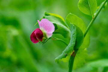 豌豆花