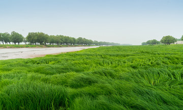 湿地青草
