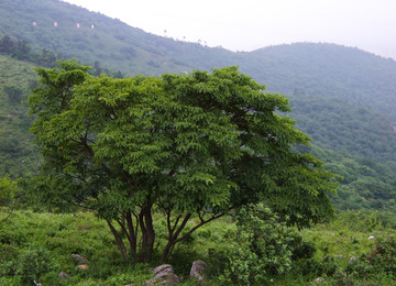 荒山 构树