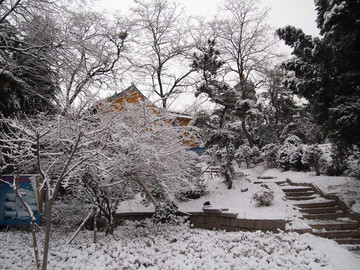 青岛市 湛山寺 植物园 雪景