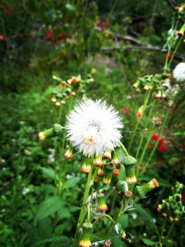 野茼蒿