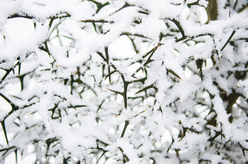 雪中植物