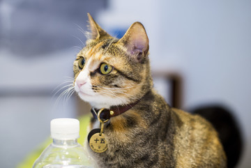 小花猫