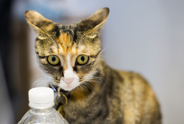 小花猫