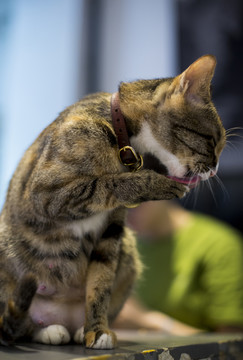 小花猫