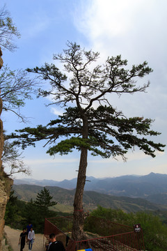 北岳恒山 悬根松